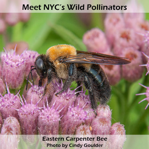 Meet the Native Pollinators: Eastern Carpenter Bee - NYC Pollinator ...