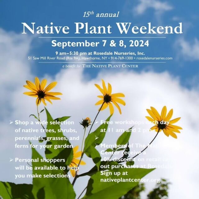 Repost from @thenativeplantcenter
•
Save the dates for Native Plant Weekend at Rosedale Nursery, Saturday, Sept. 7th & Sunday, September 8th, 9:00 a.m. - 5:30 p.m. a benefit for The Native Plant Center. 
Shop a wide selection of native #trees, #shrubs, #perennials, #grasses and #ferns for your #garden.
Personal shoppers will be available to help you make selections. Free workshops each day at 11 a.m. and 2 p.m.
Members of The Native Plant Center receive a 10% discount on retail carry-out purchases.
Rosedale Nursery is located at 51 Saw Mill River Road, Hawthorne, NY [About one hour and 15 minutes from NYC].

#plantsale #nativeplantsale #rosedale #benefitplantsale #westchestercounty