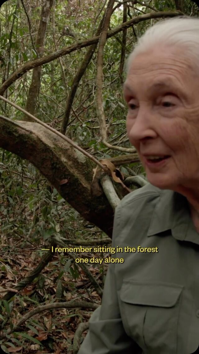 . Repost from @ageofunion 

“I tried very hard in that moment to just think of it as a being, as a part of this natural, beautiful tapestry of life." @janegoodallinst in conversation with @daxdasilva for ICONS.

#legend #conservation #compassion