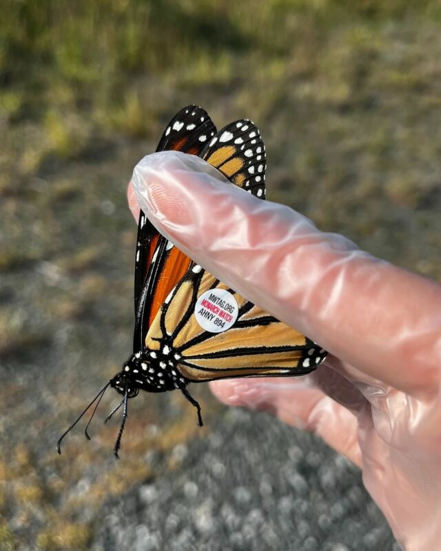 Repost from @shirleychisholmstatepark
•
Monarch tagging season is upon us! 🦋 During these next few weeks, migratory monarch butterflies will pass through the park on their way down to central Mexico, where they will overwinter. The native wildflowers here help support these butterflies, providing essential nectar for them to feed on.

❓ How do we tag monarchs? With a sticker! Specially trained staff carefully place a sticker with a unique code onto the butterfly. The tag is very light so that it does not interfere with the butterfly’s flight. To avoid transmitting diseases between butterflies, staff wear fresh gloves when handling each insect. 

The monarch tagging program is organized by @monarch_watch . Shirley Chisholm State Park staff have been tagging monarchs for several years now, as part of an nationwide effort to monitor their populations. There are many obstacles to monarchs as they travel south, especially from loss of habitat for them to rest and feed, which are often destroyed by pesticide use. 

#MonarchButterflies #Milkweed #Monarchs #Butterflies #NYCWildlife #IncredibleInsects #MonarchWatch #MonarchMigration #MonarchMigration2024

Image description: A park staff member holds a monarch between two gloved fingers. A circular white sticker with black and red text is placed in the center of the butterfly’s wing.