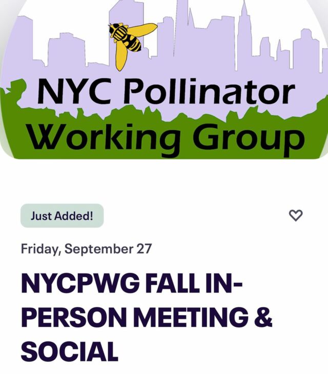 Date and time:
FRIDAY, SEPTEMBER 27, 5pm - 7pm EDT

Location:
BROOKLYN BRIDGE PARK
334 Furman Street Pier 3 New York, NY 11201

REGISTER via Eventbrite: tinyurl.com/yc8m6fe4

The @nycpollinators steering committee is happy to partner with @brooklynbridgepark Park to host our Fall In-Person Meeting. Meet us at Pier 3 to catch some Monarchs floating along the incredible waterfront and catch up on what the NYCPWG is accomplishing. We’ll get a guided tour of the amazing native plantings, and socialize in-person with our NYC pollinator conservation crew!

#nyc #pollinators #monarch #bees #butterflies #moths #wasps #beetles #flies #nativeplants