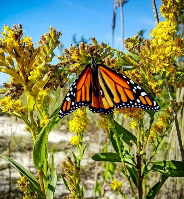 Repost from @jamaicabayguardian
•
Join the us for a free Monarch/Pollinator Walk at the Jamaica Bay Refuge, this Saturday, October 5 from 10am-noon. We’ll visit the pollinator garden and all the wildflowers around the west pond. We’ll also look at birds, plants, and everything else! Hopefully, there will be some monarchs migrating.
On hand will be Wing Kong, an environmental artist and nature lover who will have some monarch crysalids as well as adults to release. Kids welcome! 

Click the link in our bio for more information and to register!

This event is in partnership with @jbrpc , @nycbirdalliance , and @gatewaynps .
Support provided by the @fundnyc and the Jamaica Bay-Rockaway Parks Conservancy

#nycnature #nature #butterflies #monarchbutterflies #pollinatorgarden #pollinators #nycevents #jamaicabaywildliferefuge