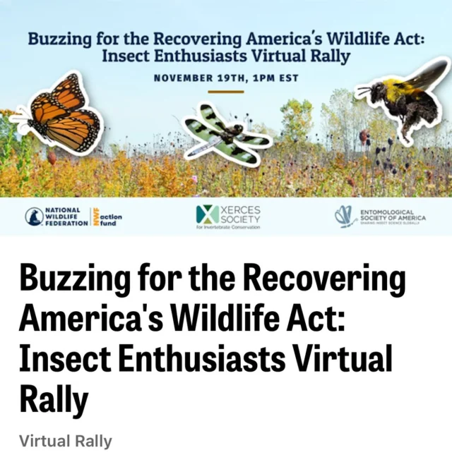 TUESDAY, NOVEMBER 19, 2024, 1pm EST
REGISTER: tinyurl.com/4xp5bcty

Are you an #insect lover? From #bees to #butterflies, fireflies to #ladybugs, #insects of all kinds need your help to thrive in the face of climate change, #pesticides, and #habitat loss.

Join the @nationalwildlife Action Fund, @xercessociety, and the @entsocamerica to create a buzz for the Recovering America’s Wildlife Act. Special guests from renowned entomologists to leading #conservation organizations will share the latest about the status of our country’s insects, how Recovering America’s Wildlife Act will help, and what each of us can do to get it across the finish line.

Rally with us on Zoom at 1pm ET on Nov. 19th. We’re counting on you to help us move Congress to pass the Recovering America’s Wildlife Act into law!