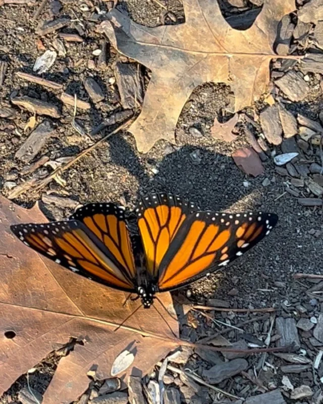 A male monarch in Central Park November 2, 2024. The poor thing didn’t look too well so we placed him in a protected area away from people and dogs. This monarch should have been arriving in Mexico by now and it should have left New York a few weeks ago. Maybe it got confused by the unusually warm weather.

??

#monarch #butterfly #monarchbutterfly #migration #centralpark #park #nyc